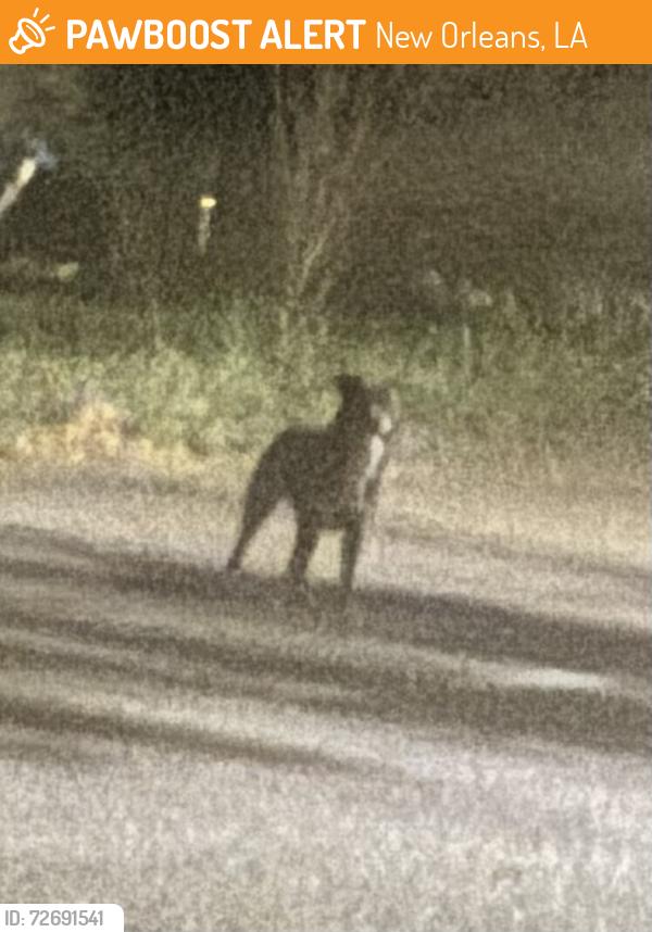 Found/Stray Unknown Dog last seen Esplanade and De Soto, New Orleans, LA 70119