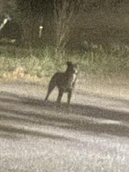 Found/Stray Unknown Dog last seen Esplanade and De Soto, New Orleans, LA 70119