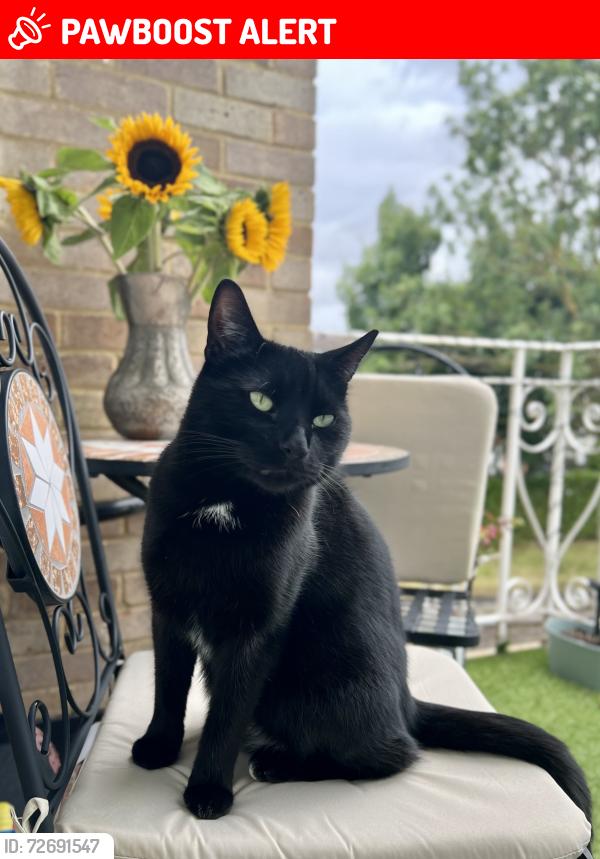 Lost Male Cat last seen Benhill Wood Road and Woodside Road, Greater London, England SM1 3SW