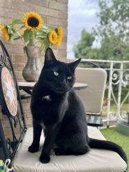 Lost Male Cat last seen Benhill Wood Road and Woodside Road, Greater London, England SM1 3SW