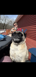 Lost Male Dog last seen Canores rd and jud neal loop, Greene County, TN 37616