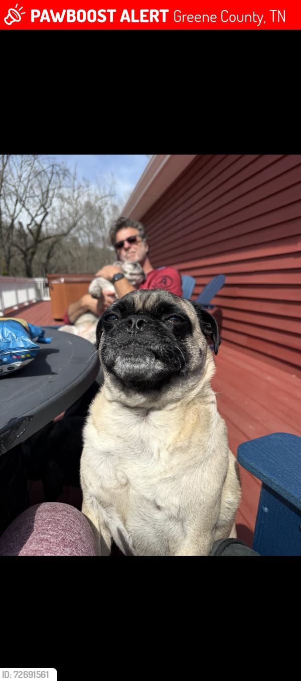 Lost Male Dog last seen Canores rd and jud neal loop, Greene County, TN 37616