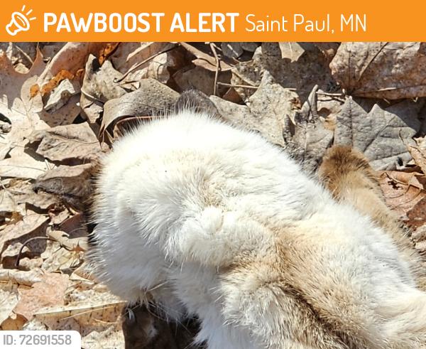 Found/Stray Unknown Cat last seen Near Mississippi River Blvd , Saint Paul, MN 55105
