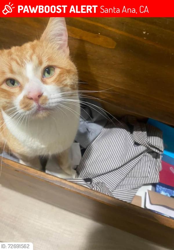 Lost Male Cat last seen Flight Ave, Karen ave and newhope street, Santa Ana, CA 92704