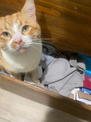Lost Male Cat last seen Flight Ave, Karen ave and newhope street, Santa Ana, CA 92704