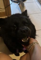 Lost Female Dog last seen Inspiration and azalea st , West Sharyland, TX 78573