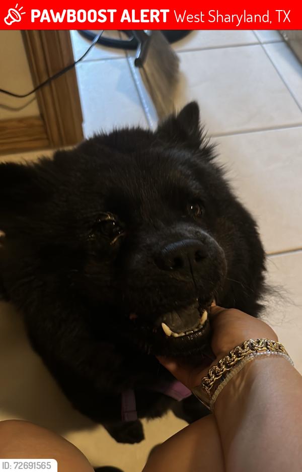 Lost Female Dog last seen Inspiration and azalea st , West Sharyland, TX 78573