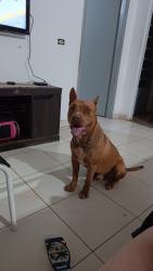 Lost Male Dog last seen Av Mario José romagnoli 363 , Estados, PR 86083-140