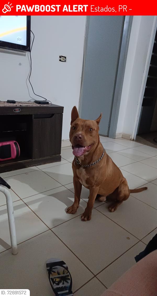 Lost Male Dog last seen Av Mario José romagnoli 363 , Estados, PR 86083-140