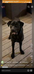 Lost Male Dog last seen Near a park, Durham, NC 27705
