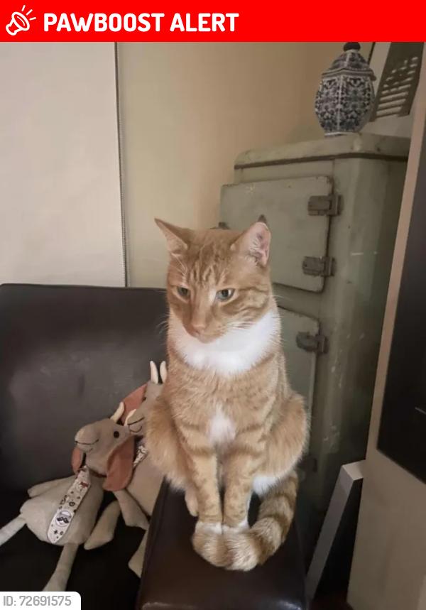 Lost Male Cat last seen Near the entrance of the Fernleigh Track and , Adamstown Heights, NSW 2289