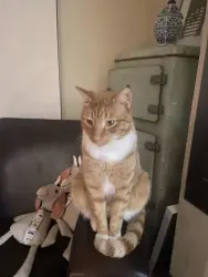 Lost Male Cat last seen Near the entrance of the Fernleigh Track and , Adamstown Heights, NSW 2289