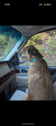 Lost Female Dog last seen Easy street,, Sevierville, TN 37862
