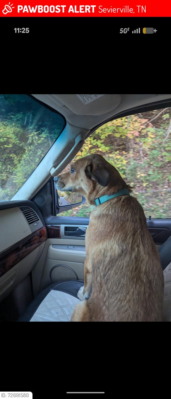 Lost Female Dog last seen Easy street,, Sevierville, TN 37862