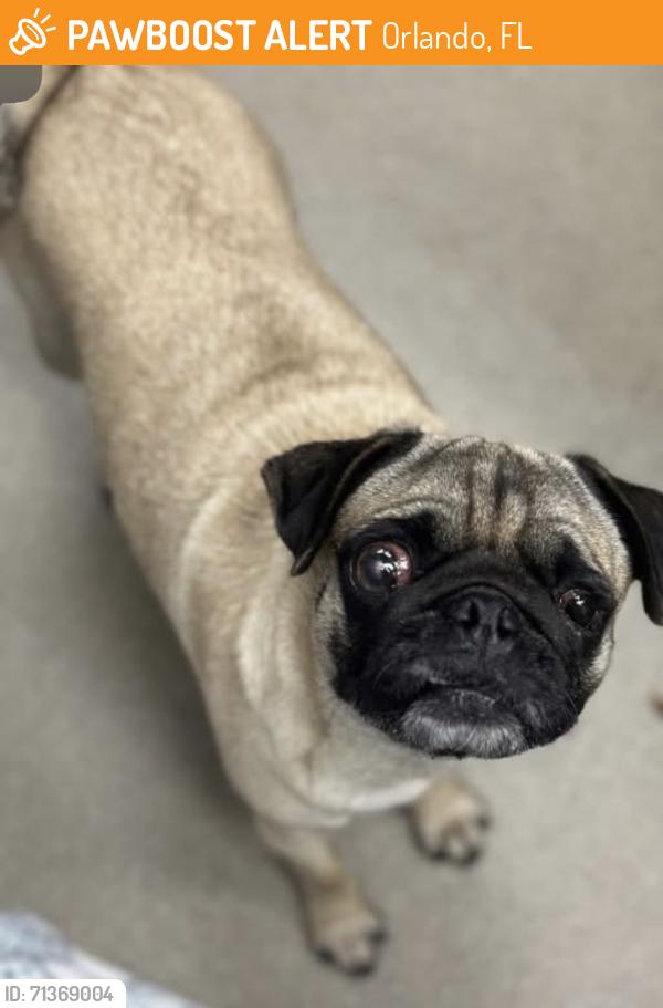 Found/Stray Female Dog last seen Boice street lancanster, Orlando, FL 32808