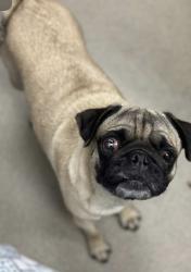 Found/Stray Female Dog last seen Boice street lancanster, Orlando, FL 32808