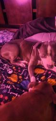 Lost Male Dog last seen Sunland ave and ellsworth, Mesa, AZ 85208