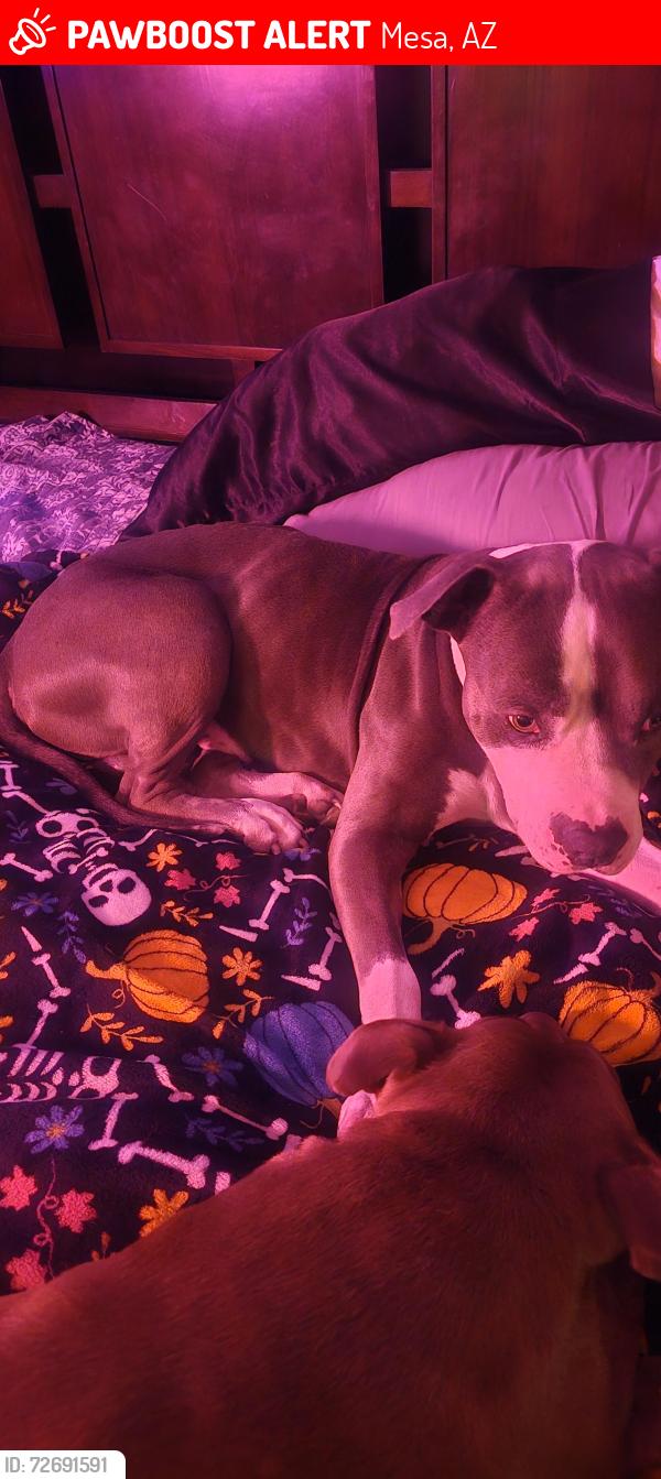 Lost Male Dog last seen Sunland ave and ellsworth, Mesa, AZ 85208
