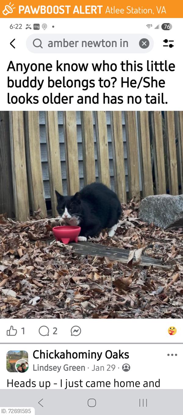 Found/Stray Unknown Cat last seen Chicahomany oaks, Atlee Station, VA 23116