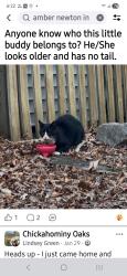 Found/Stray Unknown Cat last seen Chicahomany oaks, Atlee Station, VA 23116