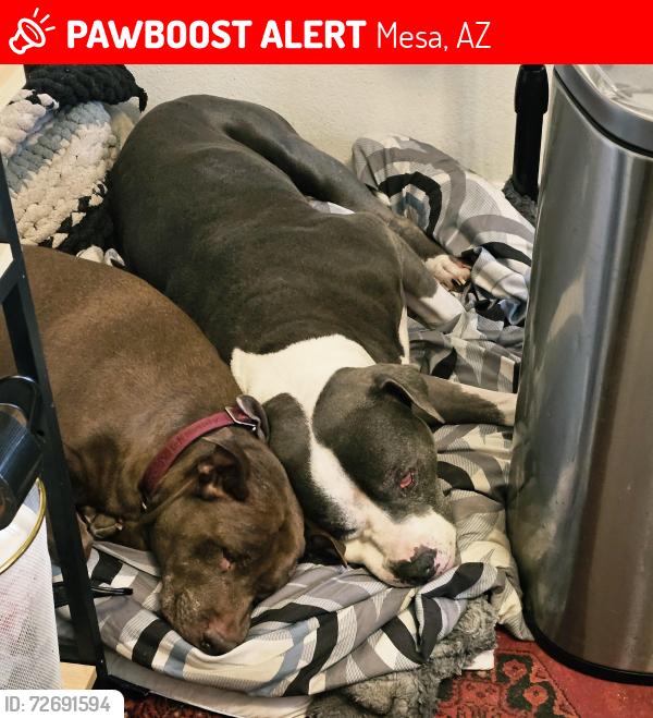 Lost Female Dog last seen Sunland ave and ellsworth, Mesa, AZ 85208