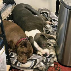 Lost Female Dog last seen Sunland ave and ellsworth, Mesa, AZ 85208