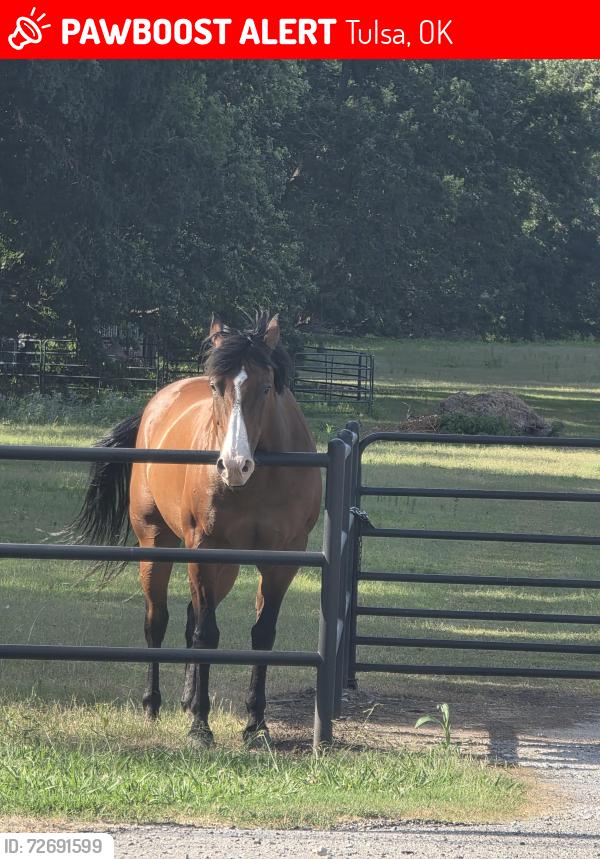 Lost Male Horse last seen 36th St North and Harvard , Tulsa, OK 74115