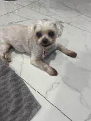 Lost Female Dog last seen NW 212th Terrace, Ojus, FL 33180
