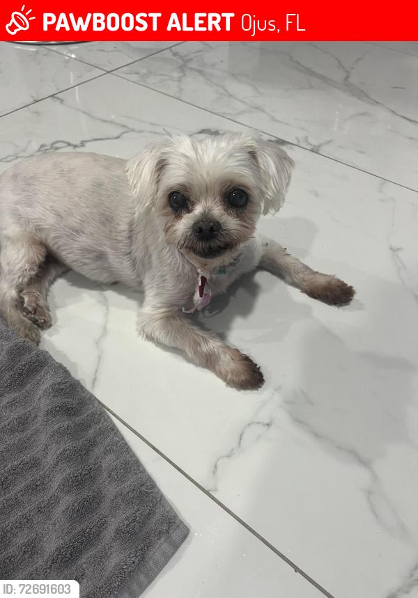 Lost Female Dog last seen NW 212th Terrace, Ojus, FL 33180
