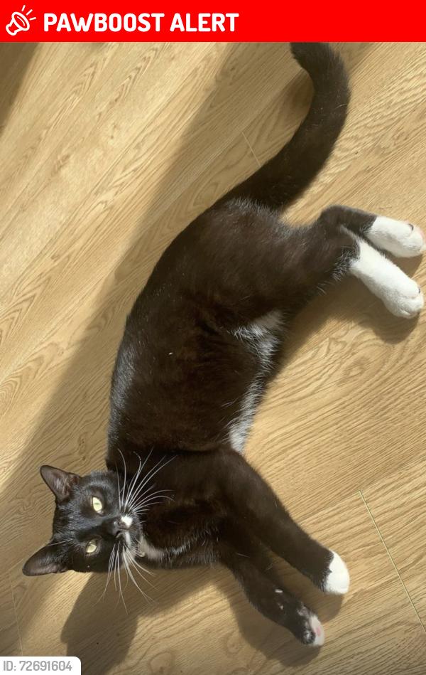 Lost Male Cat last seen Thorne crescent Walkden m27 5eh, Worsley, England M28 3TX