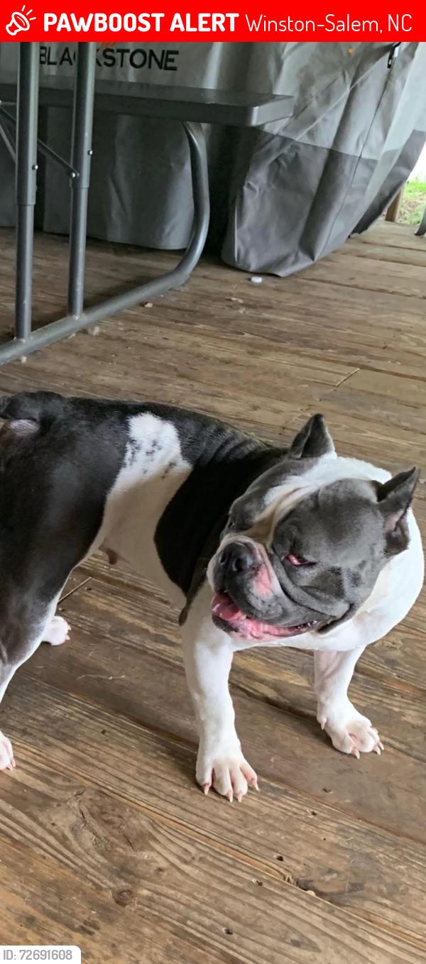 Lost Female Dog last seen Winston salem, Winston-Salem, NC 27108