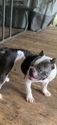 Lost Female Dog last seen Winston salem, Winston-Salem, NC 27108