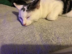 Lost Male Cat last seen Winchester Fivefields Road , Hampshire, England SO23 0QR