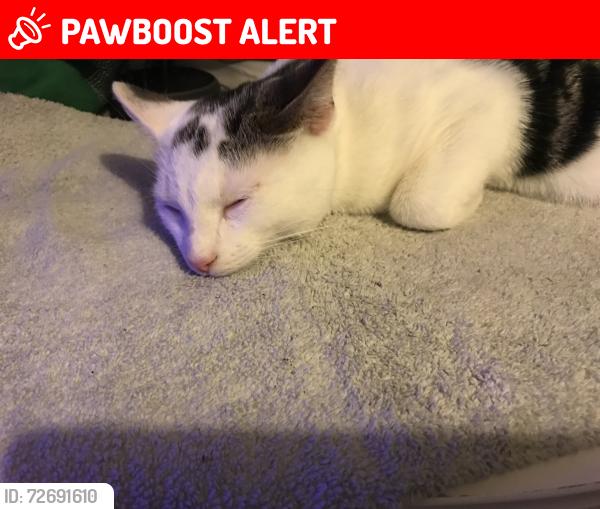 Lost Male Cat last seen Winchester Fivefields Road , Hampshire, England SO23 0QR