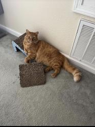 Lost Male Cat last seen Accolade drive, San Leandro, CA 94577