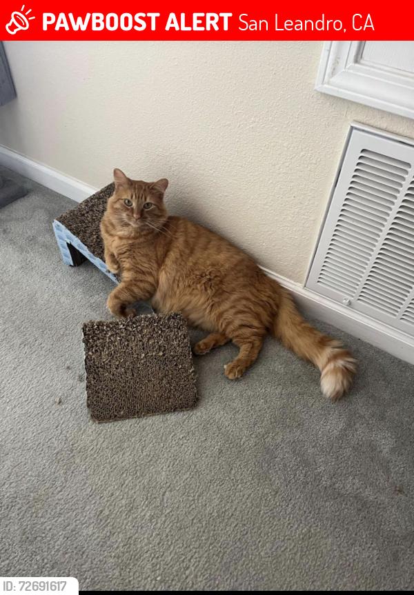 Lost Male Cat last seen Accolade drive, San Leandro, CA 94577
