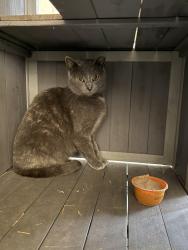 Lost Female Cat last seen Cleveland Ave, Carneys Point, Carneys Point Township, NJ 08069