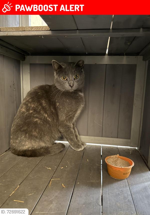 Lost Female Cat last seen Cleveland Ave, Carneys Point, Carneys Point Township, NJ 08069