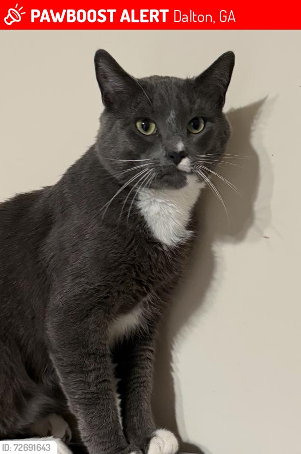 Lost Male Cat last seen Rauschenberg and Waring, Dalton, GA 30721
