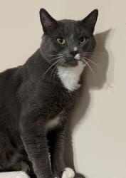 Lost Male Cat last seen Rauschenberg and Waring, Dalton, GA 30721