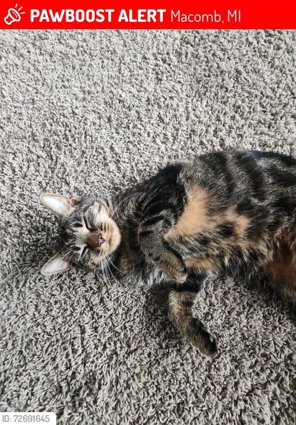 Lost Female Cat last seen Vintage Ln and chelsea, Macomb, MI 48044