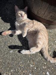 Found/Stray Unknown Cat last seen My backyard, Virginia Beach, VA 23455