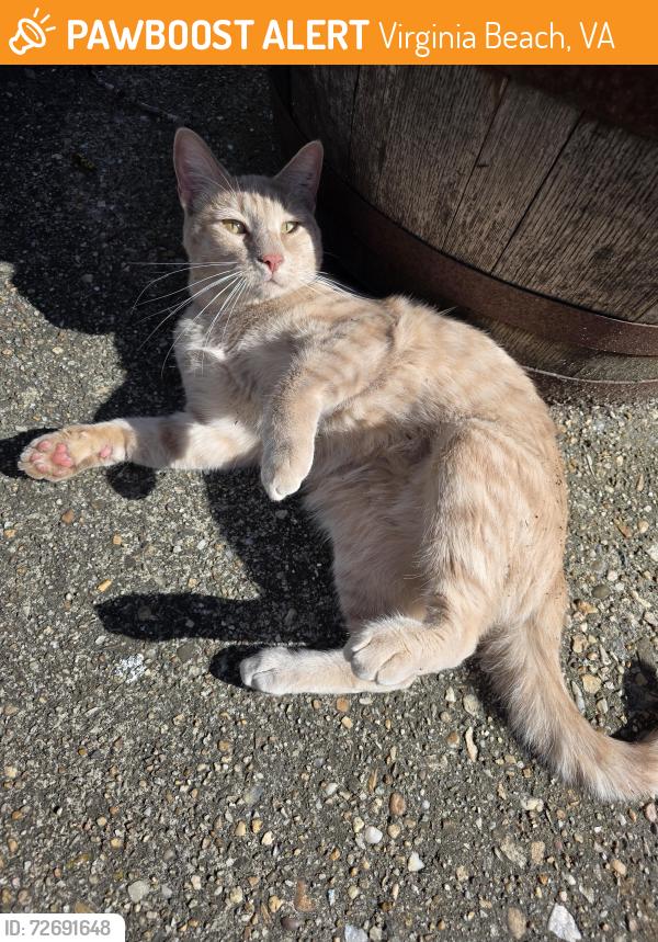 Found/Stray Unknown Cat last seen My backyard, Virginia Beach, VA 23455