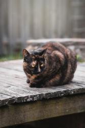 Lost Female Cat last seen DY4 8RZ, West Midlands, England DY4 9RZ