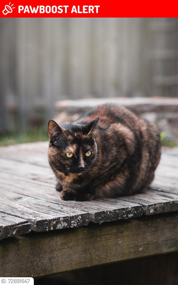 Lost Female Cat last seen DY4 8RZ, West Midlands, England DY4 9RZ