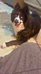 Lost Male Dog last seen Lakeway dr. in Aaron Lakes West , Fayetteville, NC 28306
