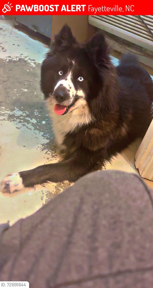 Lost Male Dog last seen Lakeway dr. in Aaron Lakes West , Fayetteville, NC 28306