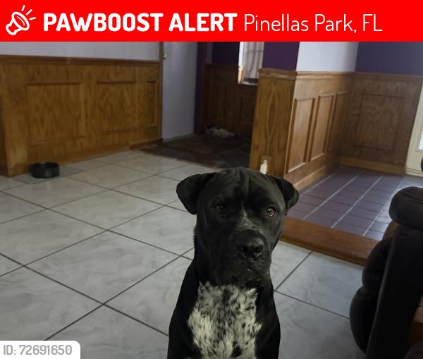 Lost Male Dog last seen 66th St and 94th Ave N, Pinellas Park, FL 33782