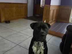 Lost Male Dog last seen 66th St and 94th Ave N, Pinellas Park, FL 33782