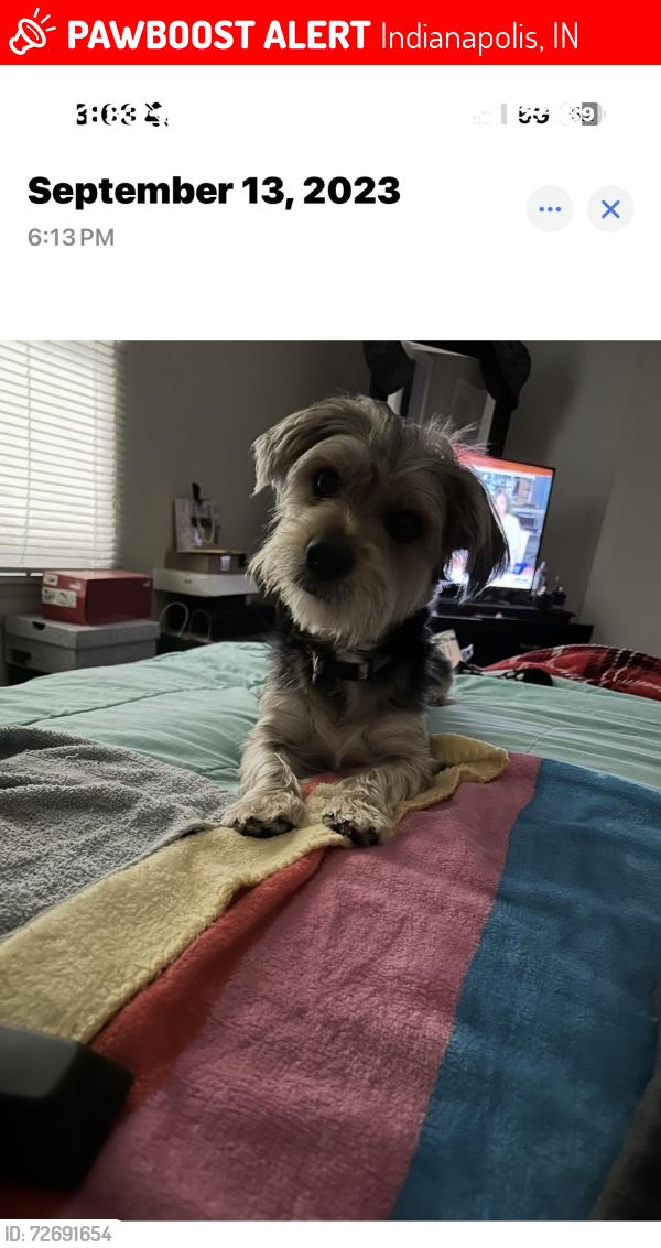 Lost Male Dog last seen 34th Highschool rd and Speedway Area, Indianapolis, IN 46224